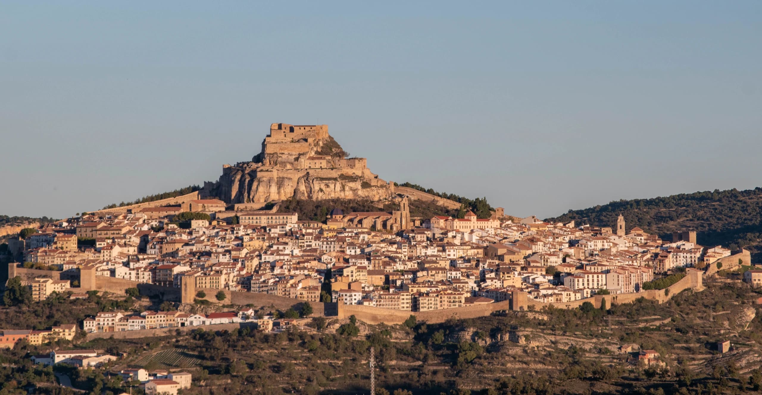 Morella