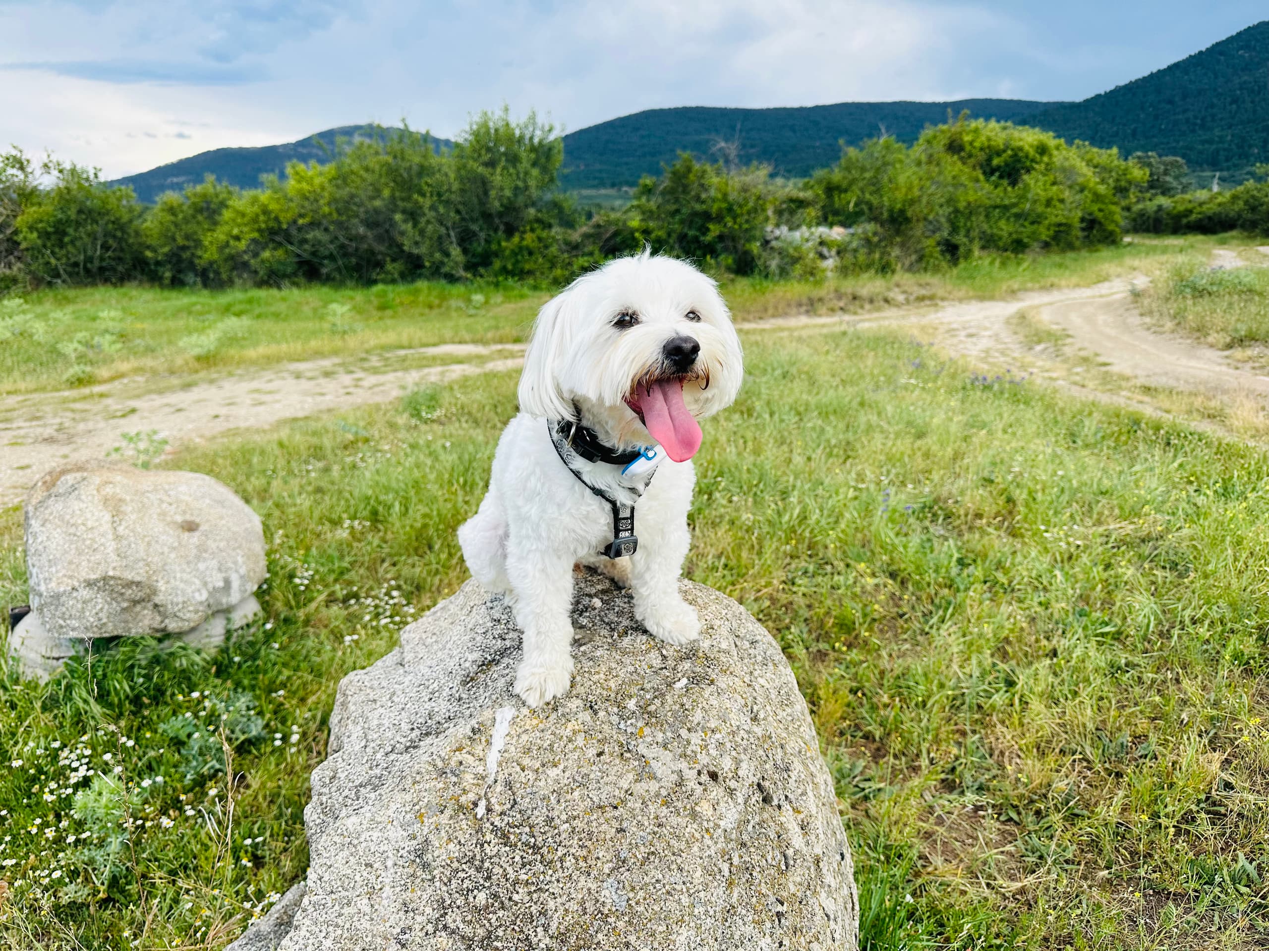 Petfriendly